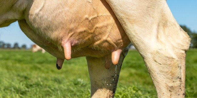 Mastitis bovina