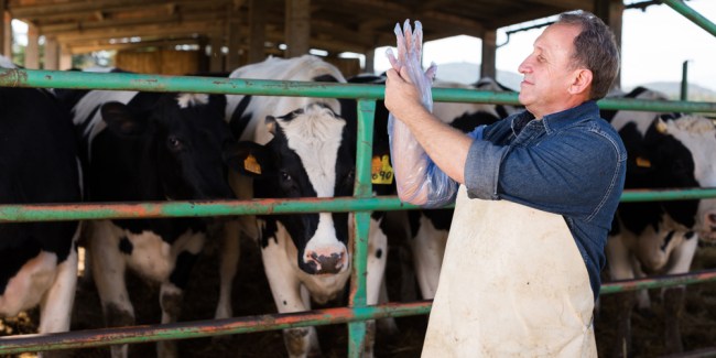 inseminación en animales