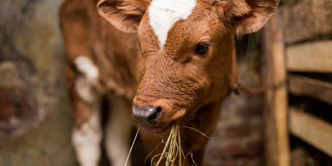 coccidiosis en terneros