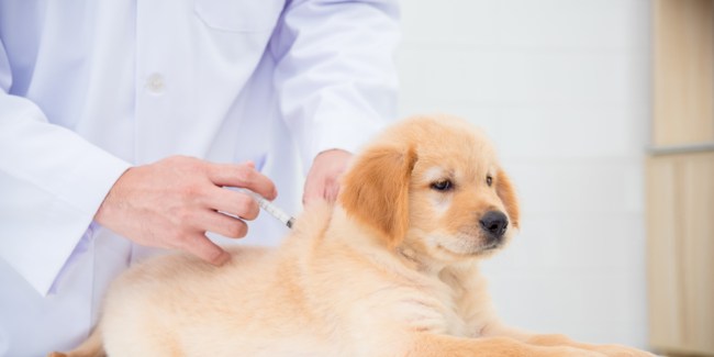 dosis de insulina en perros diabeticos