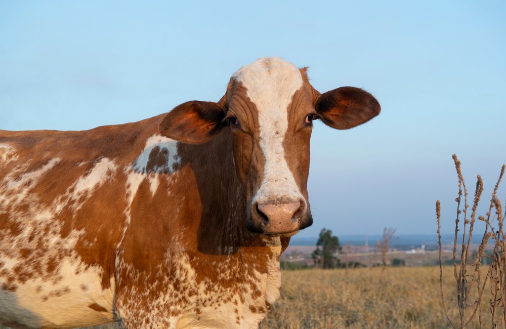 anaplasmosis bovina