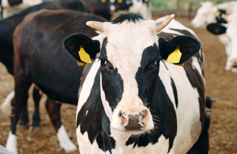 inseminación artificial en bovinos