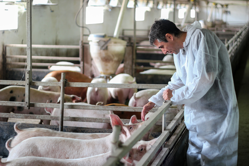 Investigando El Complejo De Enfermedades Respiratorias En Cerdos