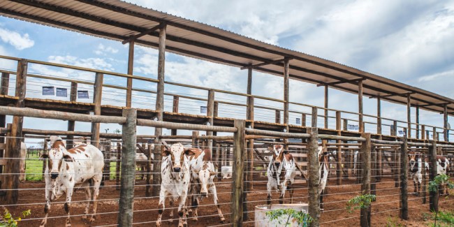 corral para ganado vacuno