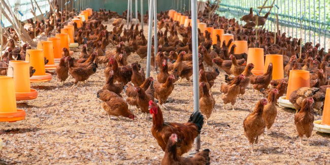 vacunas para gallinas ponedoras