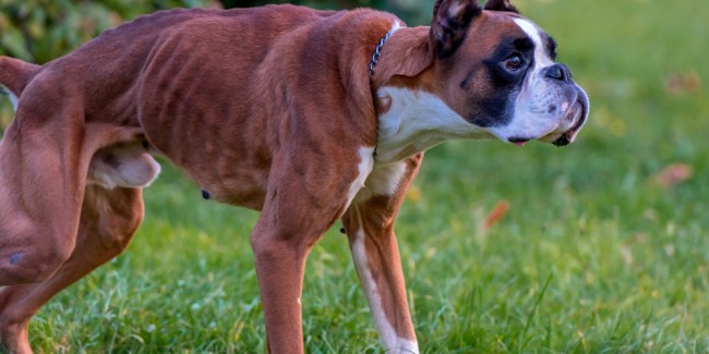 leishmaniasis en perros que es