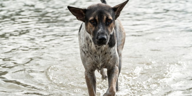 leptospirosis canina