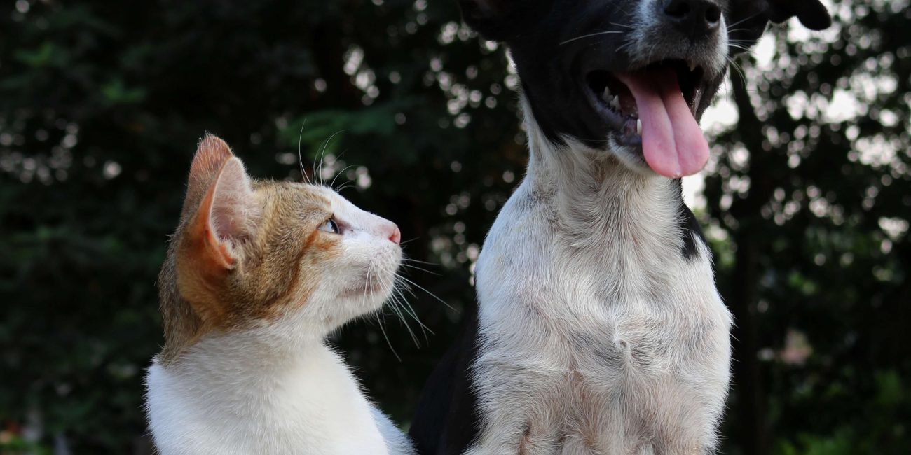 Diabetes en perros y gatos