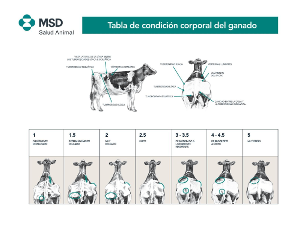 La Puntuación De La Condición Corporal Para El Control Del Ganado 7352